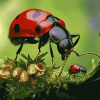 Ant and Ladybug Close-Up Diamond Painting