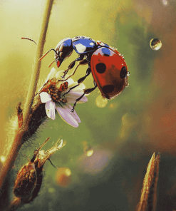 Ant and Ladybug Insect Diamond Painting