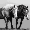 Black And White Cob Horses Diamond Painting