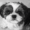 Black And White Shih Tzu Puppy Diamond Painting