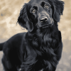 Black Flat Coated Retriever Puppy Diamond Painting