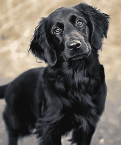 Black Flat Coated Retriever Puppy Diamond Painting