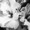 Black and White Flower Diamond Painting