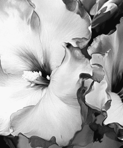 Black and White Flower Diamond Painting