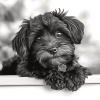 Black and White Yorkiepoo Puppy Diamond Painting