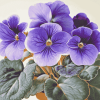 Blue African Violet Blossoms Diamond Painting