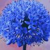 Blue Allium Blossoms Diamond Painting