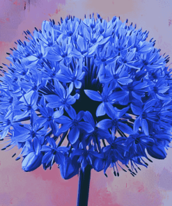 Blue Allium Blossoms Diamond Painting