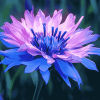 Blue Cornflower Blossoms Diamond Painting