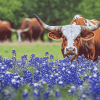 Bluebonnets and Longhorns Diamond Painting