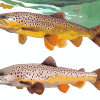 Brown Trout Carp Fish Diamond Painting