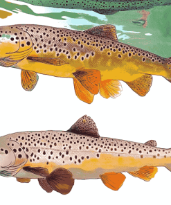 Brown Trout Carp Fish Diamond Painting