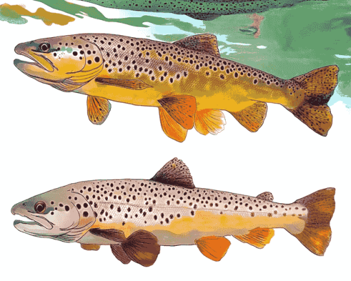 Brown Trout Carp Fish Diamond Painting