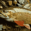 Brown Trout Fish Close-Up Diamond Painting