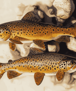 Brown Trout Fish Diamond Painting