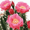 Cactus with Pink Rose Blossoms Diamond Painting