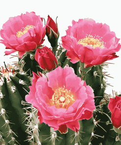 Cactus with Pink Rose Blossoms Diamond Painting