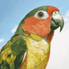 Cheeked Parakeet Avian Diamond Painting