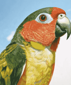 Cheeked Parakeet Avian Diamond Painting