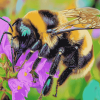 Close Up Bumblebee Insect Diamond Painting