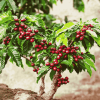 Coffee Tree Plant Diamond Painting