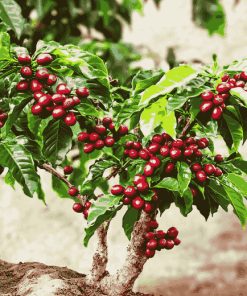 Coffee Tree Plant Diamond Painting