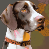 Colorful Pointer Dogs Diamond Painting