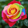 Colorful Rose Blossoms Diamond Painting