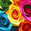 Colorful Rose Blossoms Diamond Painting