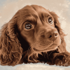 Cute Boykin Spaniel Puppy Diamond Painting