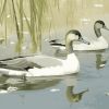 Cute Northern Pintail Duck Diamond Painting