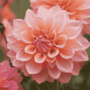 Dahlia Coral Blossoms Diamond Painting