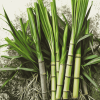 Diamond Sugarcane Plants Diamond Painting