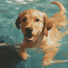 Dog in Water Diamond Painting