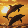 Dolphin Silhouette at Sunset Diamond Painting