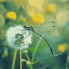 Dragonfly and Dandelion Diamond Painting