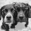 Elegant Black And White Puppies Diamond Painting