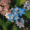 Forget Me Not Blossoms Diamond Painting