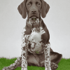 German Shorthaired Pointer Puppy Diamond Painting