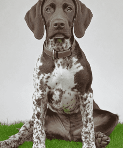 German Shorthaired Pointer Puppy Diamond Painting