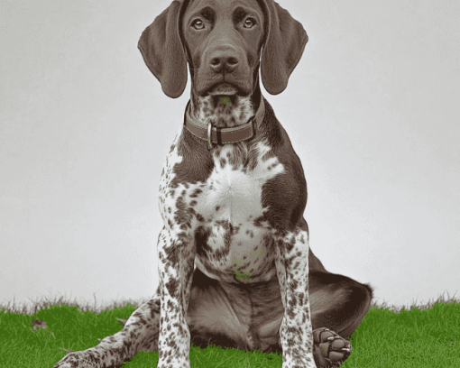 German Shorthaired Pointer Puppy Diamond Painting