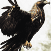 Golden Eagle Birds Diamond Painting