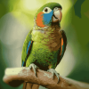 Green Cheek Parrot Diamond Painting