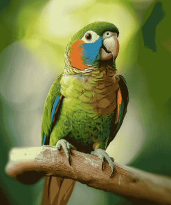 Green Cheek Parrot Diamond Painting