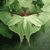 Green Luna Moth Diamond Painting