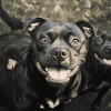 Happy Black Staffy Diamond Painting