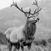 Highland Stag Black and White Diamond Painting