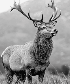 Highland Stag Black and White Diamond Painting