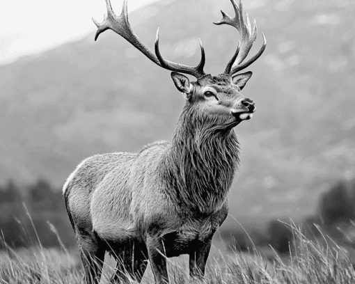 Highland Stag Black and White Diamond Painting