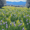 Irish Mountain Iris Field Diamond Painting